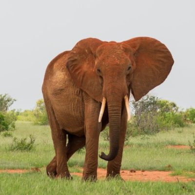 Kenya-Wildlife-Elephant-Red-Soiled Kenya-Wildlife-Elephant-Red-Soiled