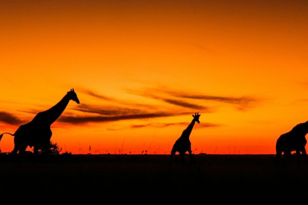 african-giraffe-sunset-kenya-safari