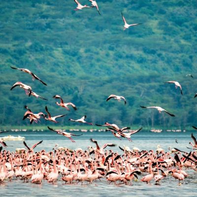 bird-watching-rift-valley-kenya-safari bird-watching-rift-valley-kenya-safari