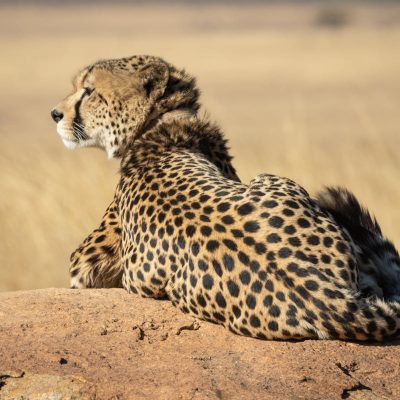 cheetah-safari-kenya-wilderness cheetah-safari-kenya-wilderness