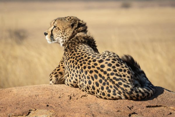 cheetah-safari-kenya-wilderness
