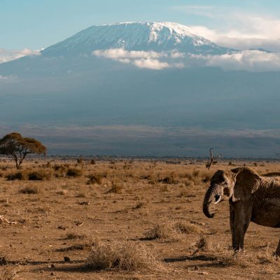 elephant-amboseli-safari elephant-amboseli-safari