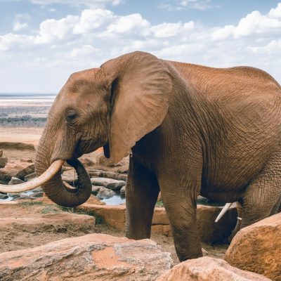 elephants-drinking-water-kenya elephants-drinking-water-kenya