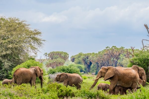 elephants-samburu-reserve