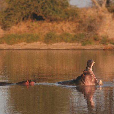 hippo-african-safari hippo-african-safari