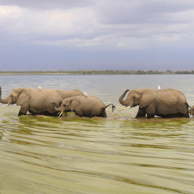 lake-amboseli-elephants lake-amboseli-elephants