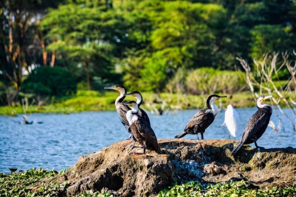 lake-naivasha-birding-safari