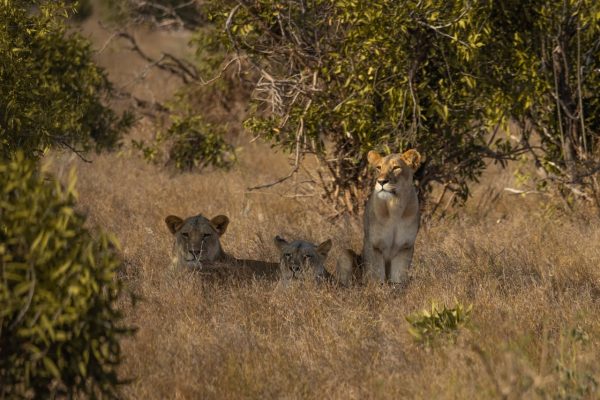 lions-tsavo-east-safari
