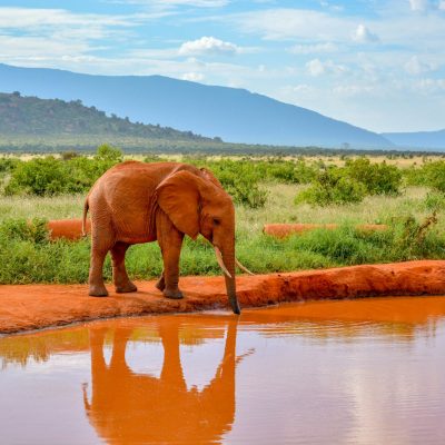 magical-tsavo-east-elephant-water-hole magical-tsavo-east-elephant-water-hole