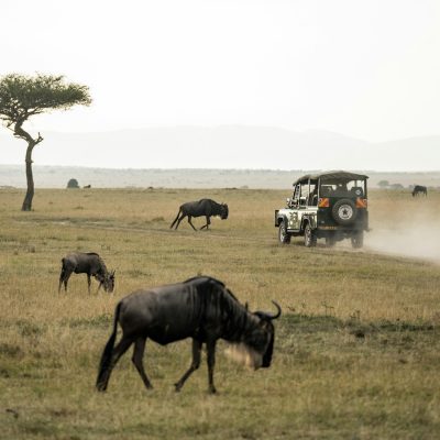 masai-mara-game-drive masai-mara-game-drive