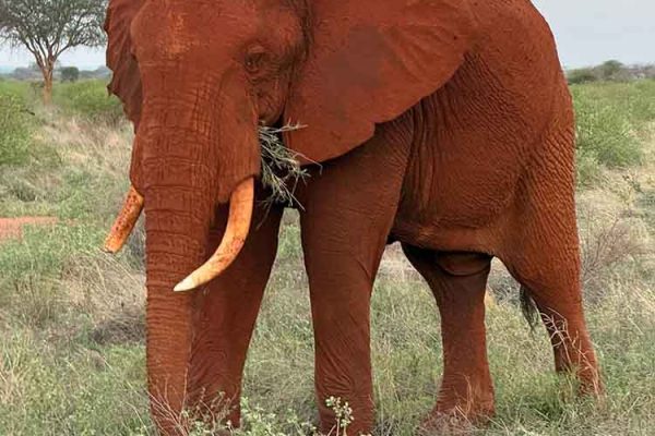 red-soiled-elephant-tsavo-east