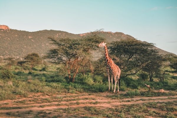 samburu-reticulated-giraffe-kenya