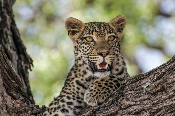 tsavo-east-leopard-tree-tour-kenya