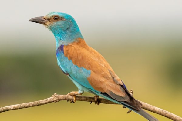 zdenek-machacek-WeU6kRRobgQ-unsplash