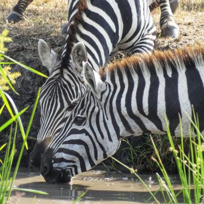 zebra-drinking-water-kenya-safari zebra-drinking-water-kenya-safari