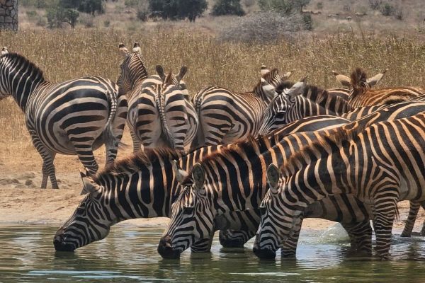 zebra-drinking-water-saltlick-lodge